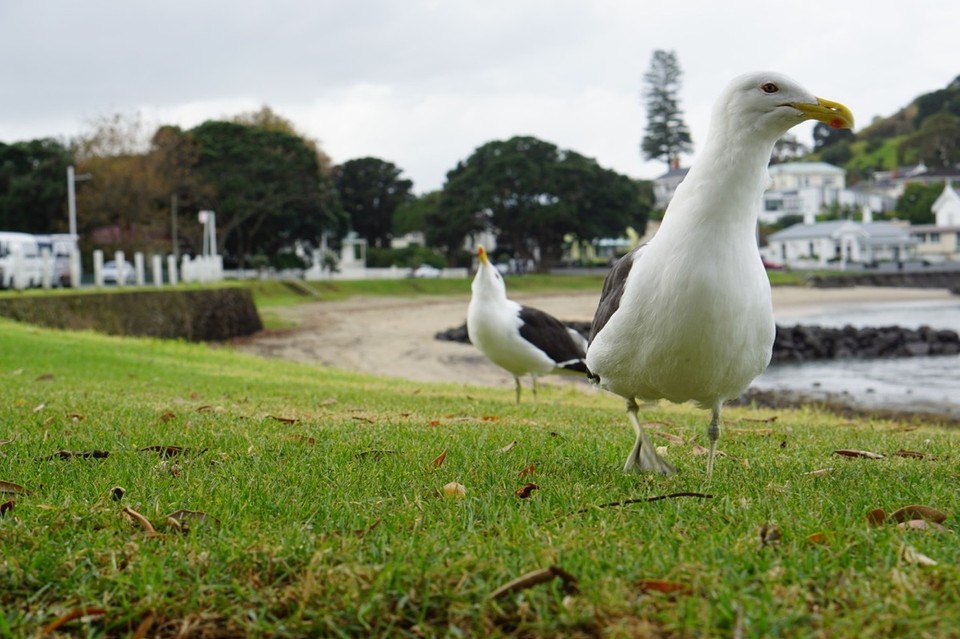 Neuseeland - Auckland - 