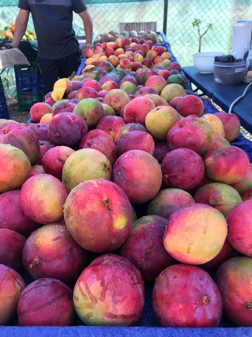 Costa Rica - Tamarindo - leckere Mangos!