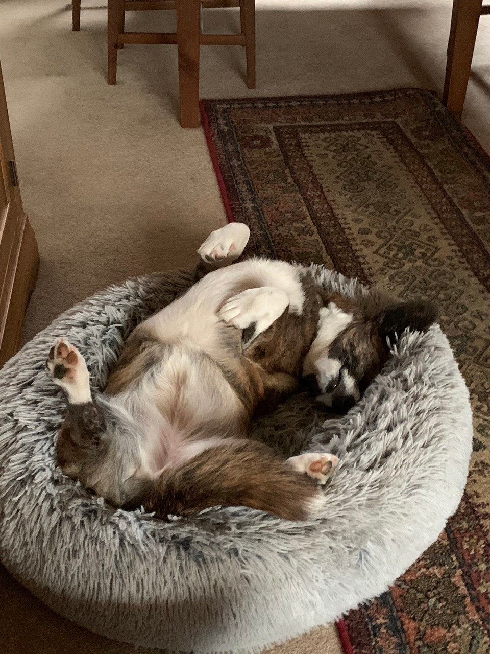 Vereinigtes Königreich - Inverness - D Ruby überus gstresset 🤪👍🙃