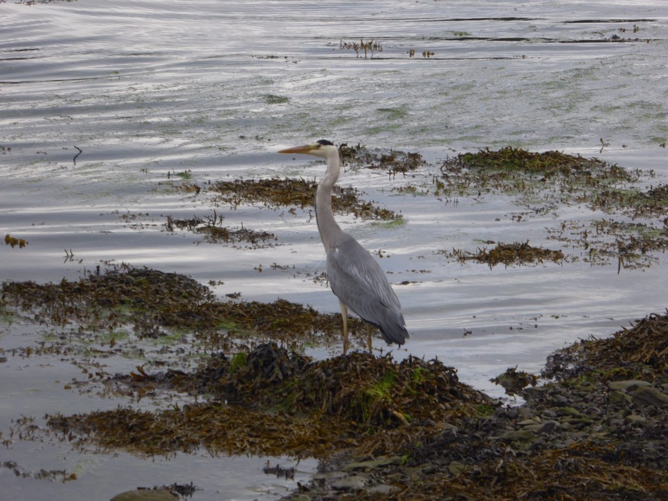 Ireland - Monkstown - A heron watching for fish.