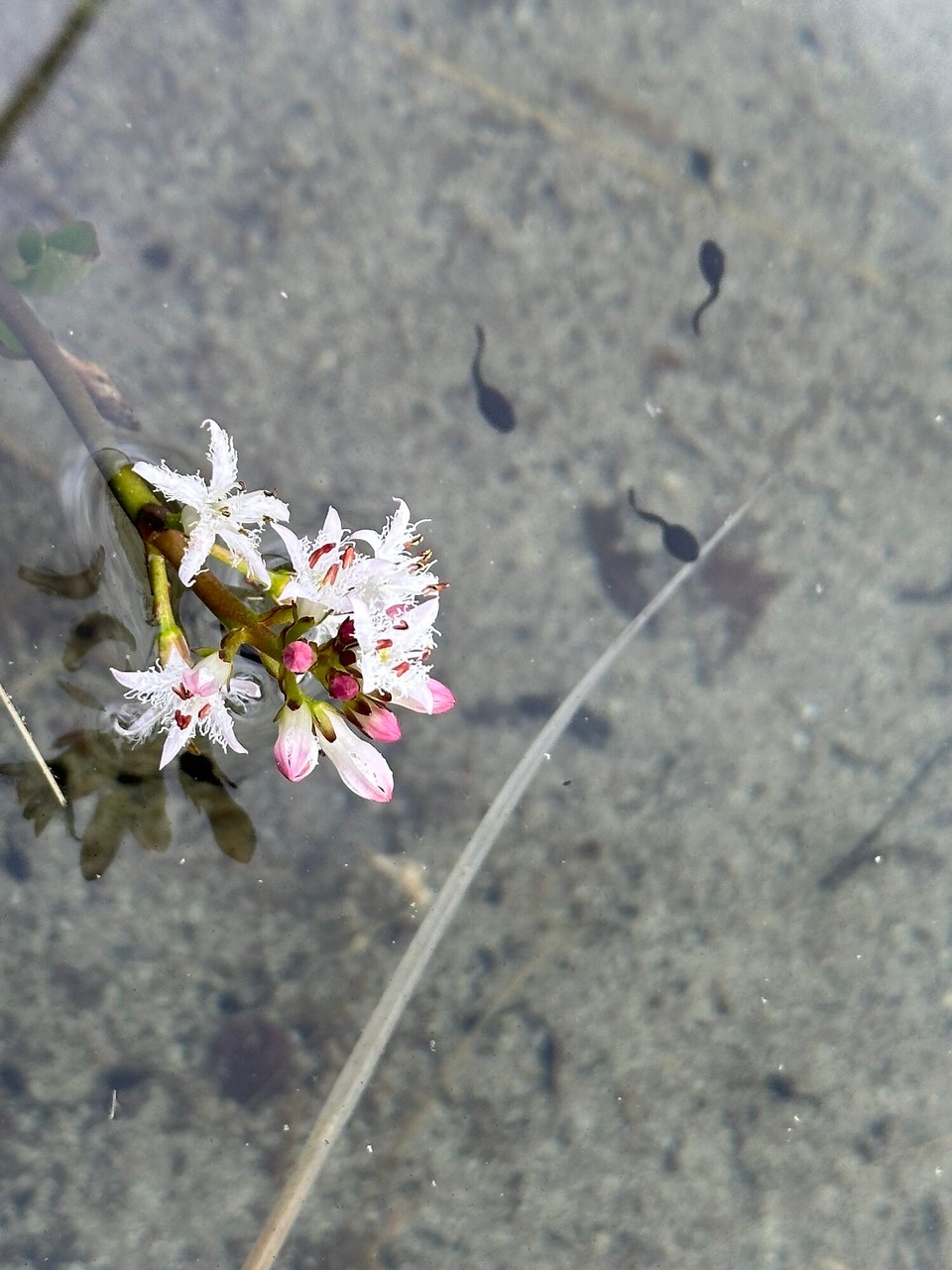 Deutschland - Mittenwald - 
