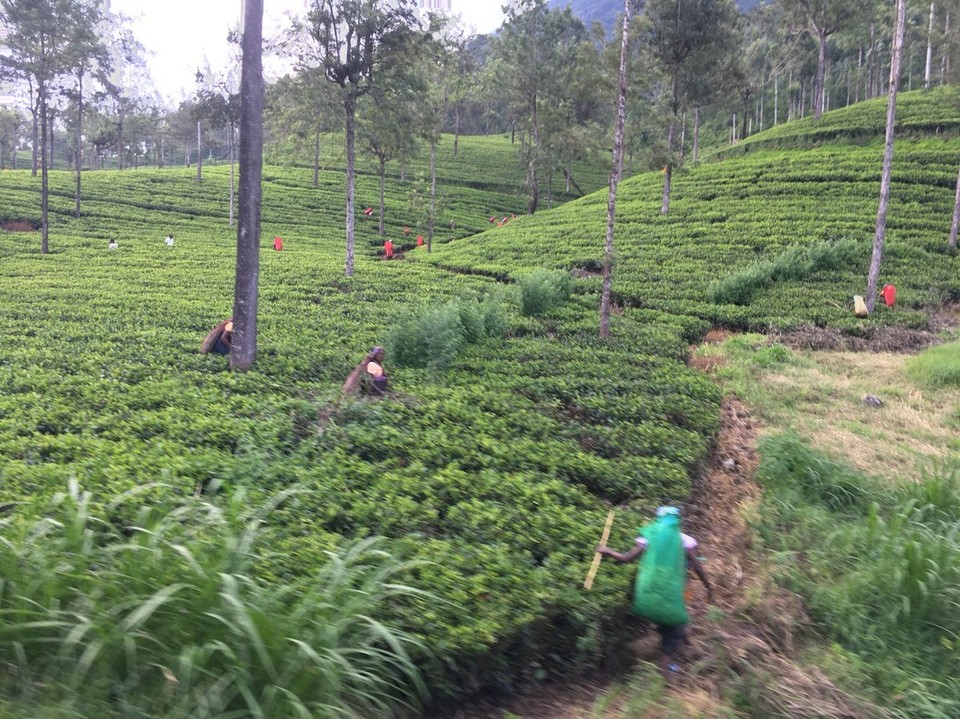Sri Lanka - Kandy - Arbeiter die den Tee ernten.