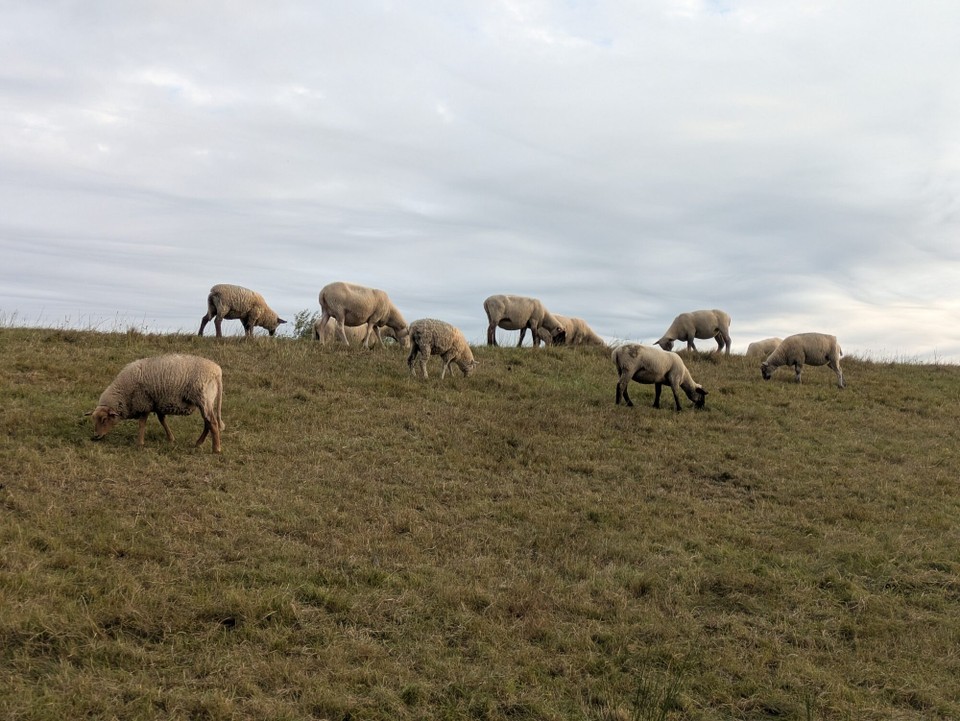 Deutschland - Lauenburg/Elbe - Nun aber ein bisschen zackig. Uns läuft die Zeit davon, wir müssen heute noch einiges schaffen. Aber für die Schafe am Fluss muss Zeit sein.