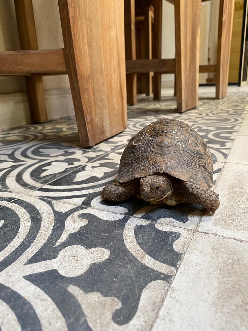 Marokko - Marrakech Médina - Tobias, eine der Schildkröten des Hauses 🤎
