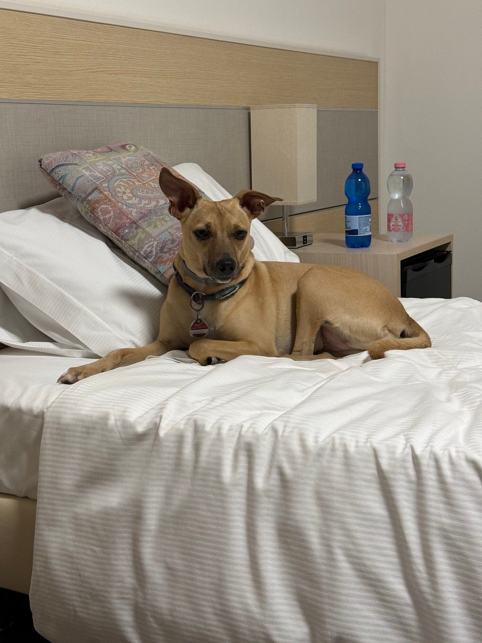 Schweiz - Balerna - Suki liegt schon mal Probe