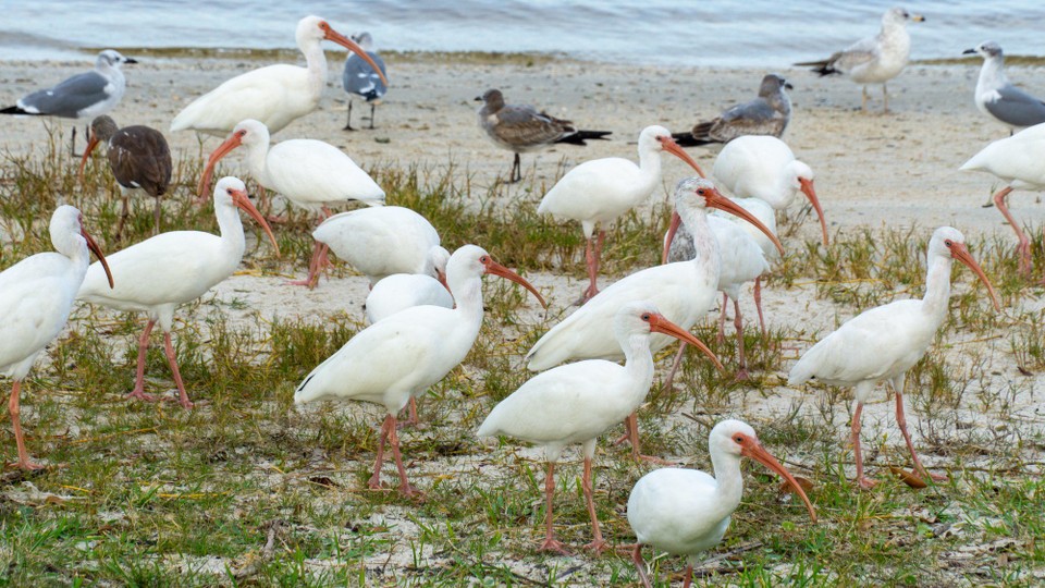 USA - New Smyrna Beach - 