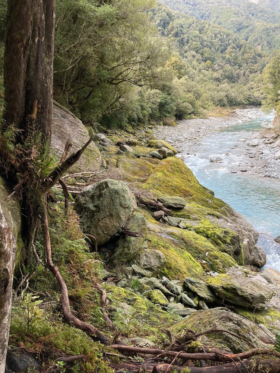 Neuseeland - Whataroa - Und dann sind die steinigen Stellen auch noch rutschig und ziemlich steil, abrutschen würde im Wasser enden … (auch wenn es nicht so steil aussieht, es  war steil und ganz schön hoch!)