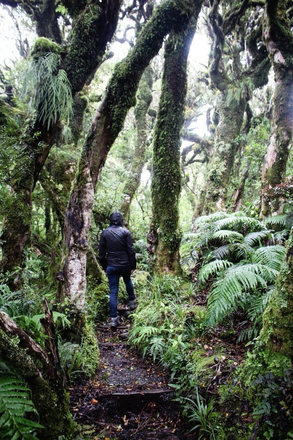 Neuseeland -  - Trotzdem ein kleiner Walk durch den Dschungel zu ...