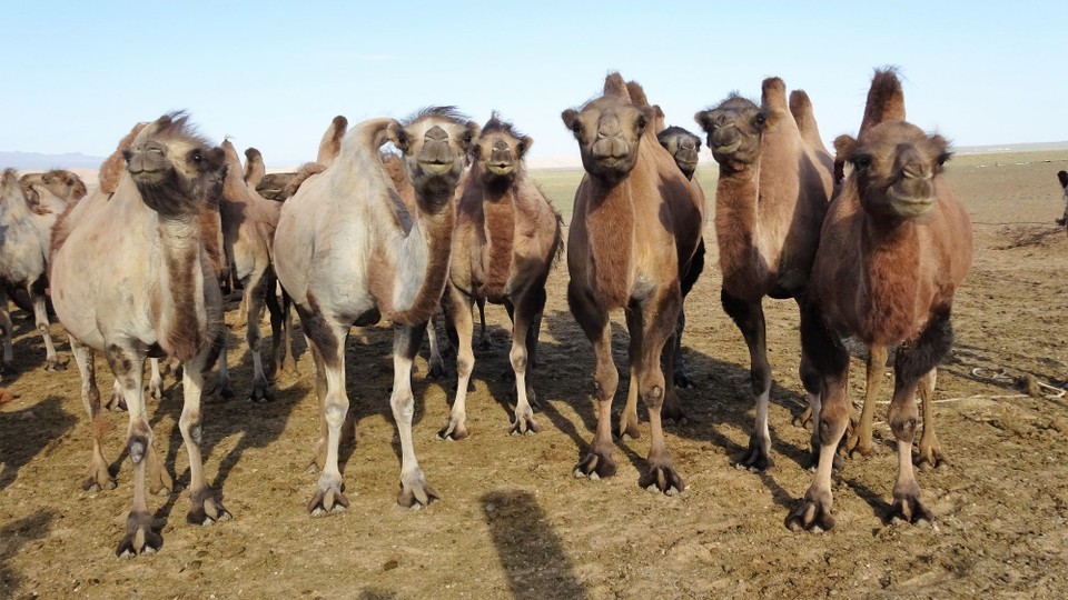 unbekannt - Gobi Desert - The camels were quite curious (love this picture)