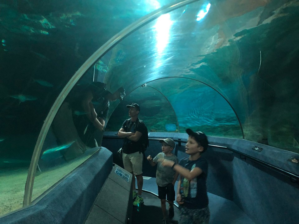 Neuseeland - Napier - Im Tunnel in Tuchfühlung mit Haifischen, Rochen etc.