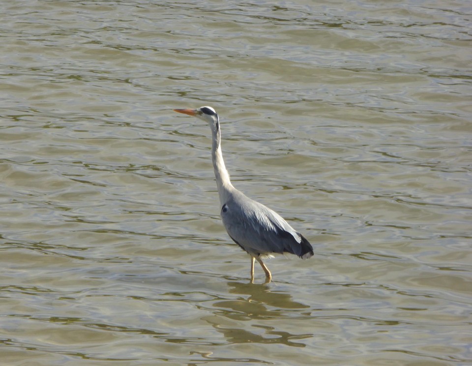 Ireland - Kinsale - It seems you can’t go 10 metres without seeing a heron, so of course we saw one on our walk into town.