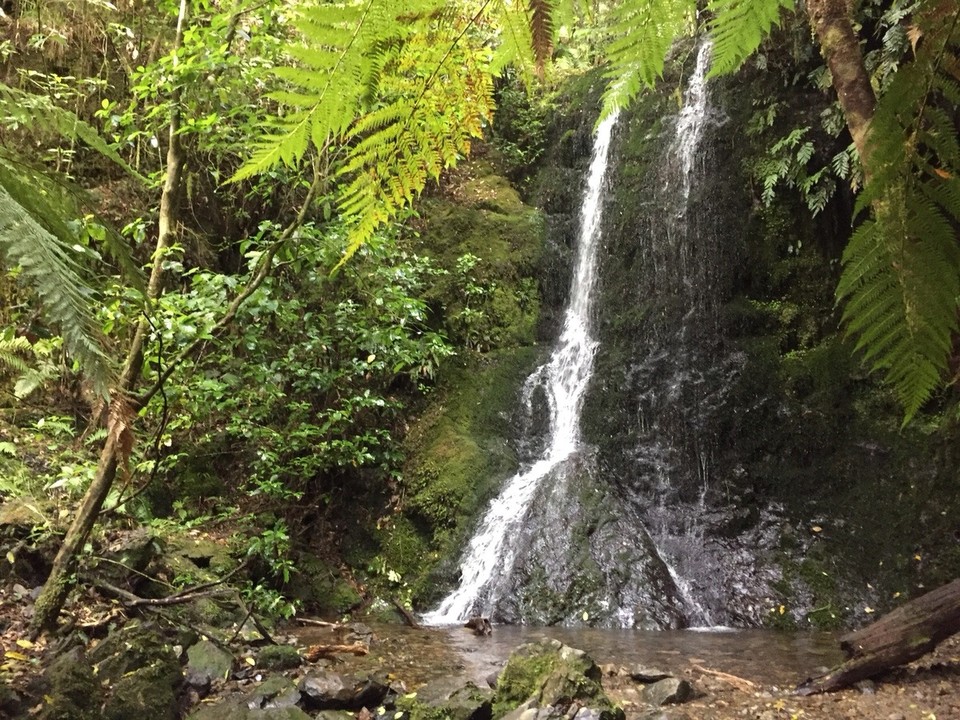Neuseeland - Pelorus Bridge - Kleiner Wasserfall im Feeenwald