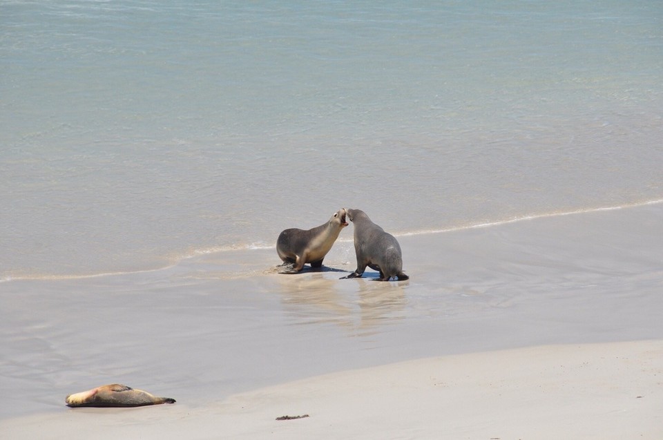 Australien - Vivonne Bay - Seal Bay