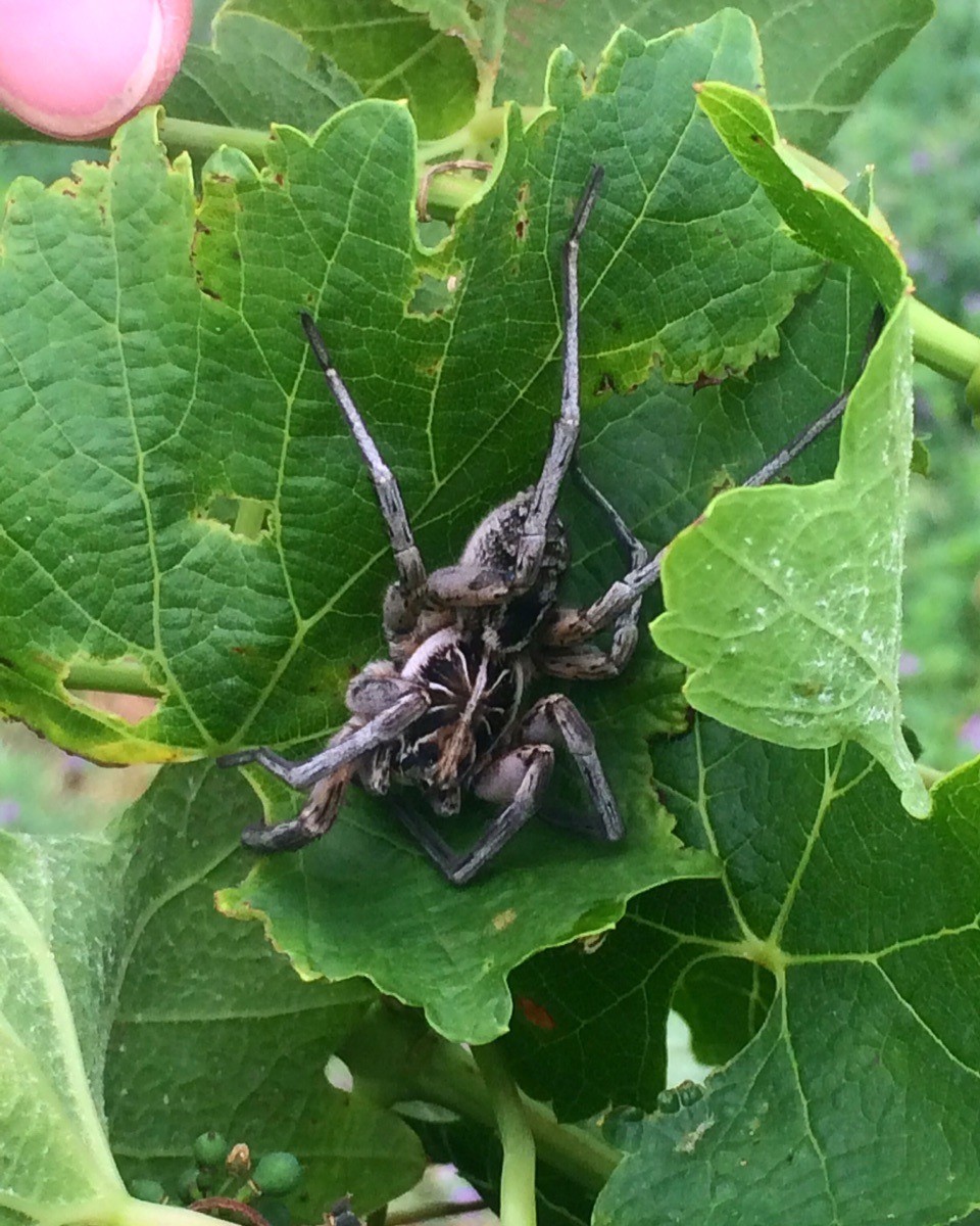 Australia - Wentworth - One of my friends in the vines. 