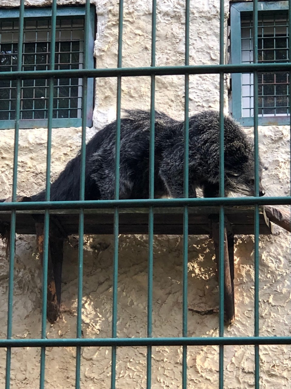 Poland - Gdańsk - Binturong