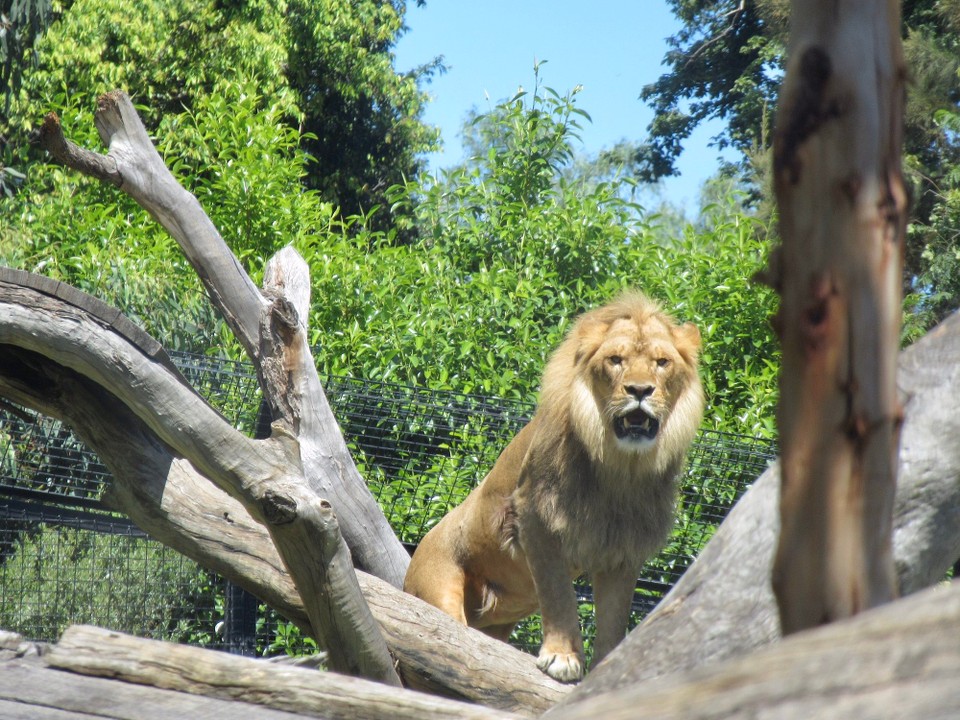 Australien - Parkville - 