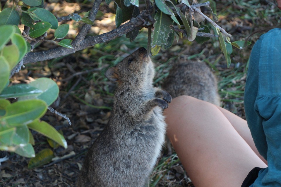 Australien - Rottnest Island - 
