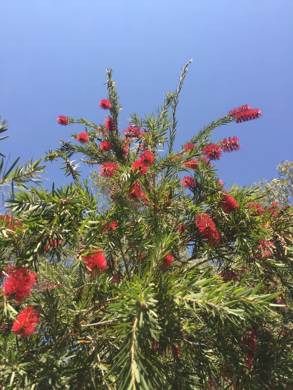  - Australia, West MacDonnell National Park, Simpsons Gap - 