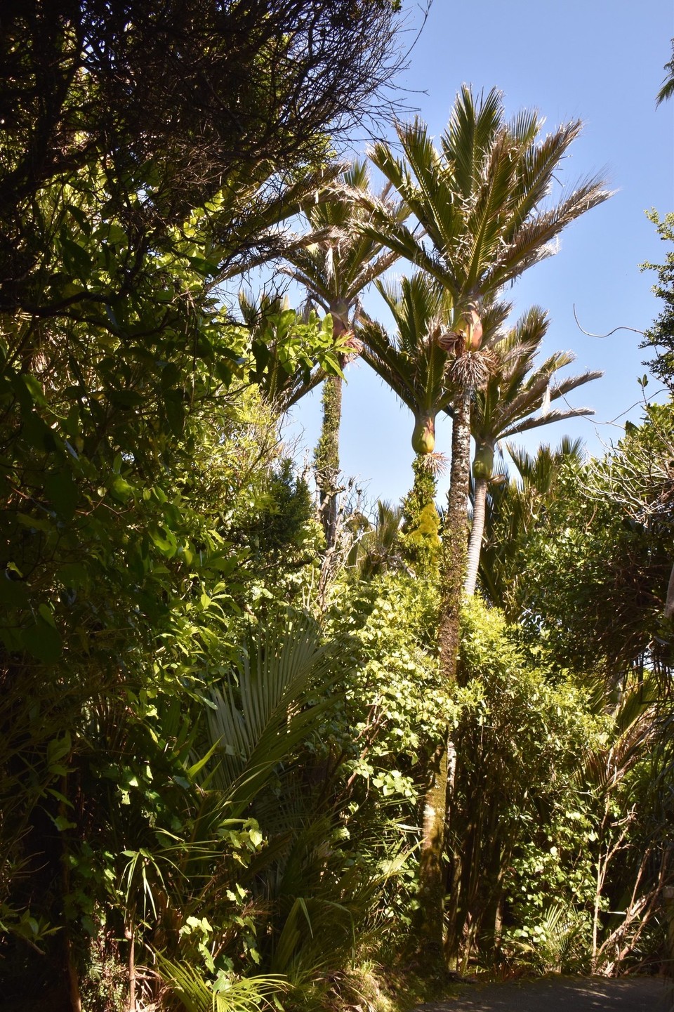 Neuseeland - Hokitika - Die Nikau Palme gibt es nur in Neuseeland.
