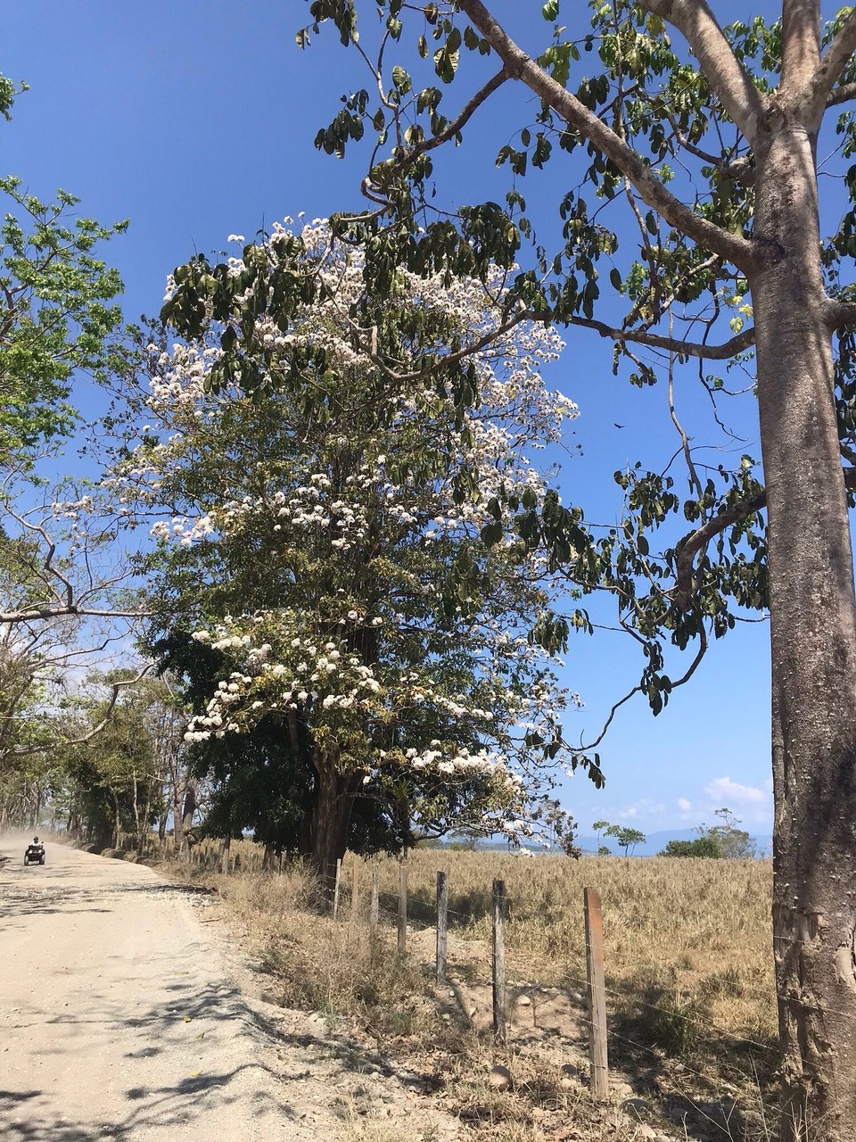 Costa Rica - Golfito - 