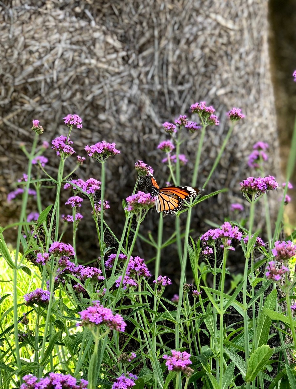 Thailand - Mae Rim - 