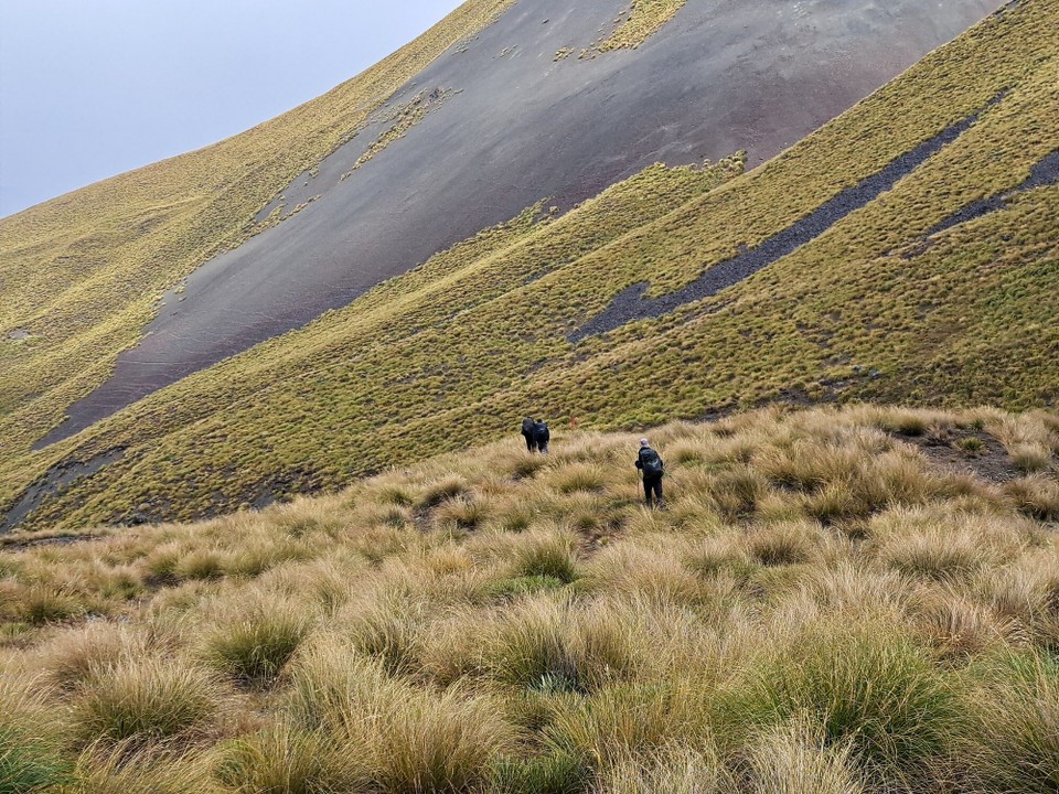 Neuseeland - Peel Forest - 