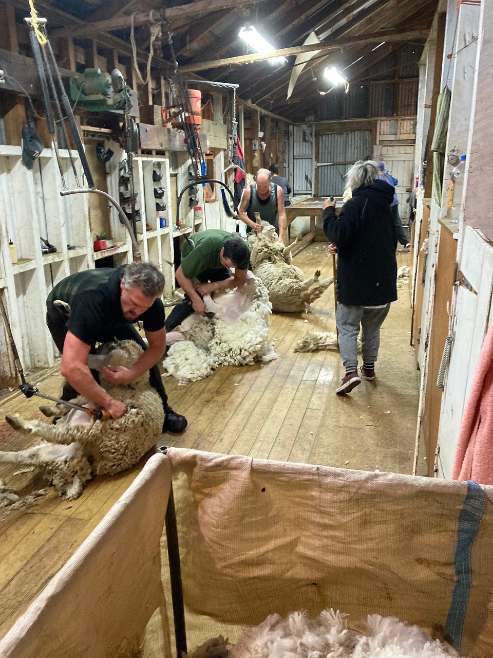 Neuseeland - Ward - Der Startschuss ist gefallen, die Schafe dürfen die Wolle abgeben 🤪