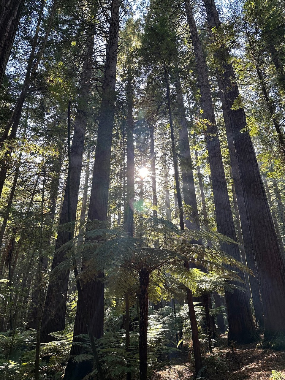 Neuseeland - Taupo - nachdem ich aber gestern schon genügend fauchende Blubberlöcher angeschaut hatte habe ich mich für einen Morgenspaziergang im Redwood entschieden