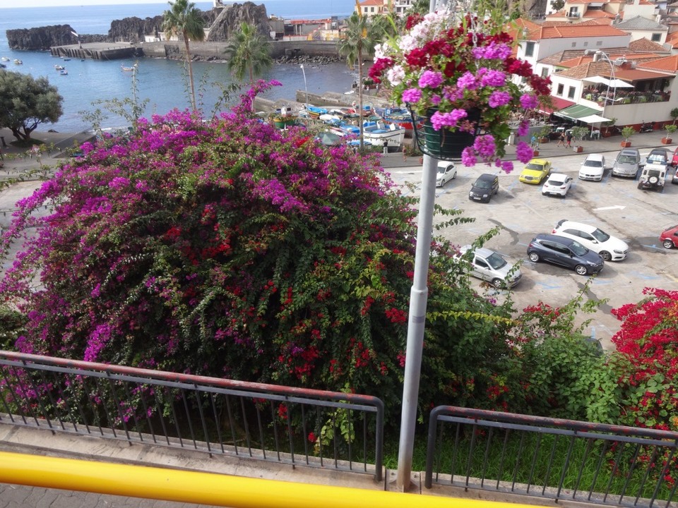  - Portugal, Funchal, Porto da Madeira - Einen kleinen Einblick in die bunte Pflanzenwelt
