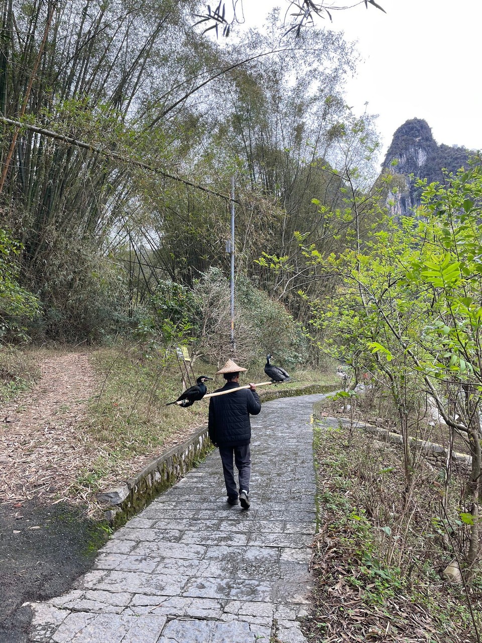 China - Guilin - Do sind au no anderi Vögel underwägs
