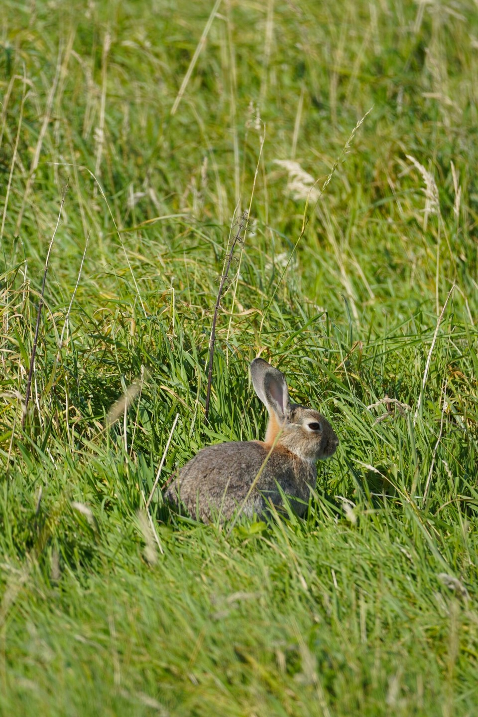 Vereinigtes Königreich - Durness - ...und vo dene Häsli heds eifach sooooo viel gha