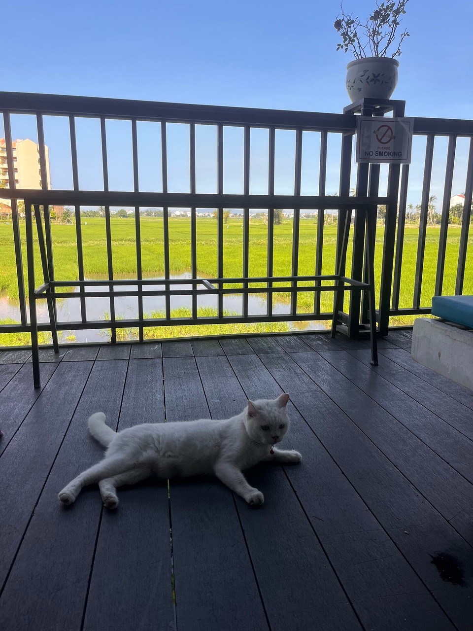 Vietnam - Bo Trach - Cute little cat at the gym :)