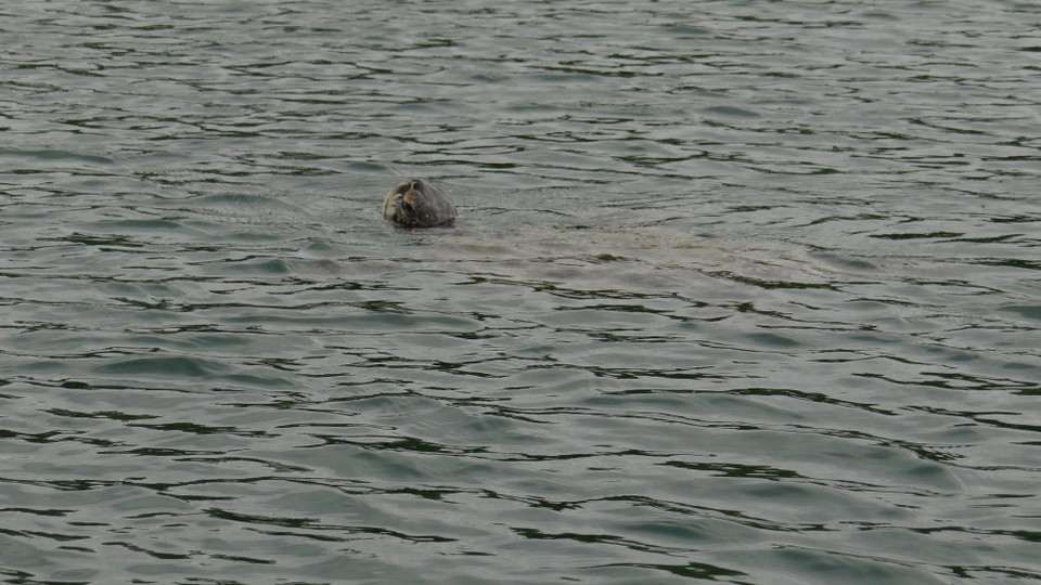 Ecuador - Isabela Island - Turtle