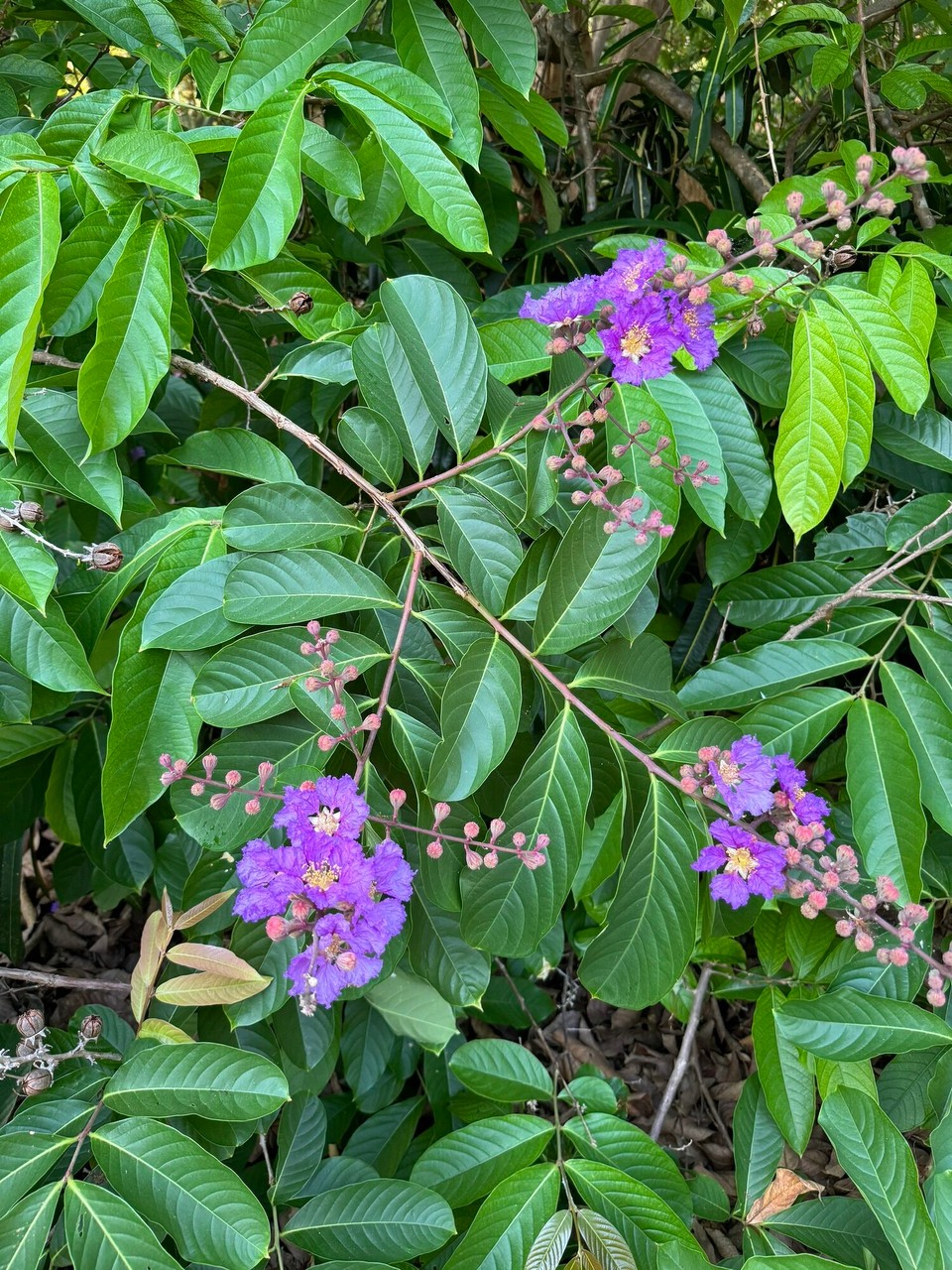 Australien - East Point - Königinblume