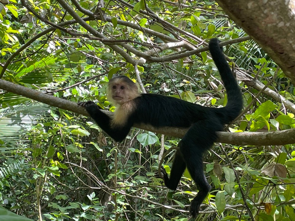 Costa Rica - Talamanca - 🐒