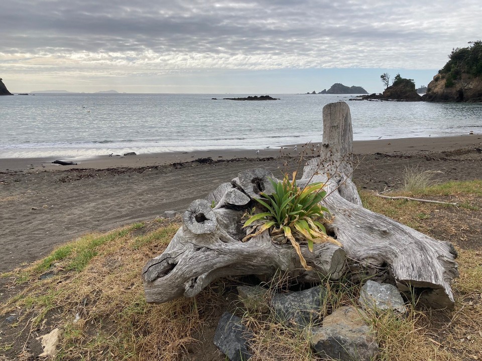 Neuseeland - Hikurangi - Fahrradausflug zu verschiedenen Buchten - Moureeses Bay