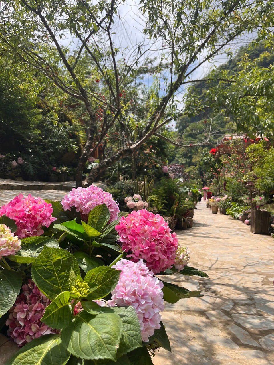 Vietnam - Sa Pa - 