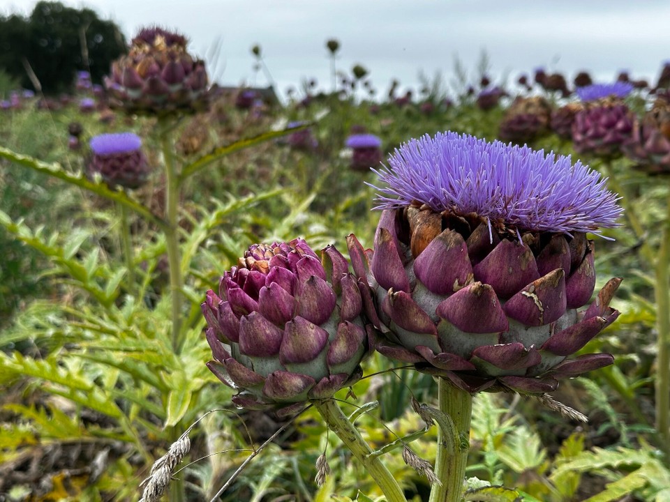 Frankreich - Combourg - 