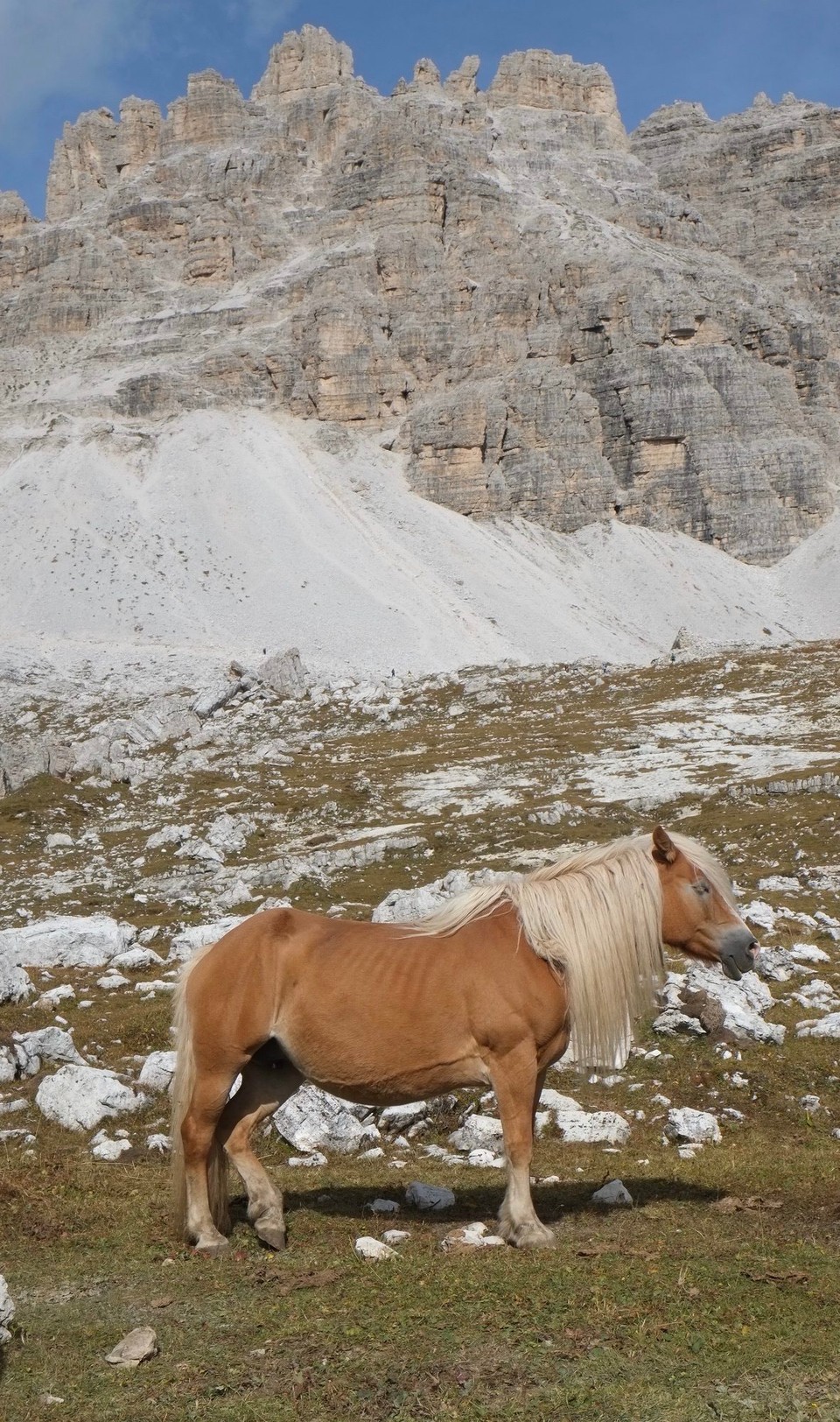 Italien - Toblach - Ein Haflinger beim Schlafen oder eingefroren 😄
