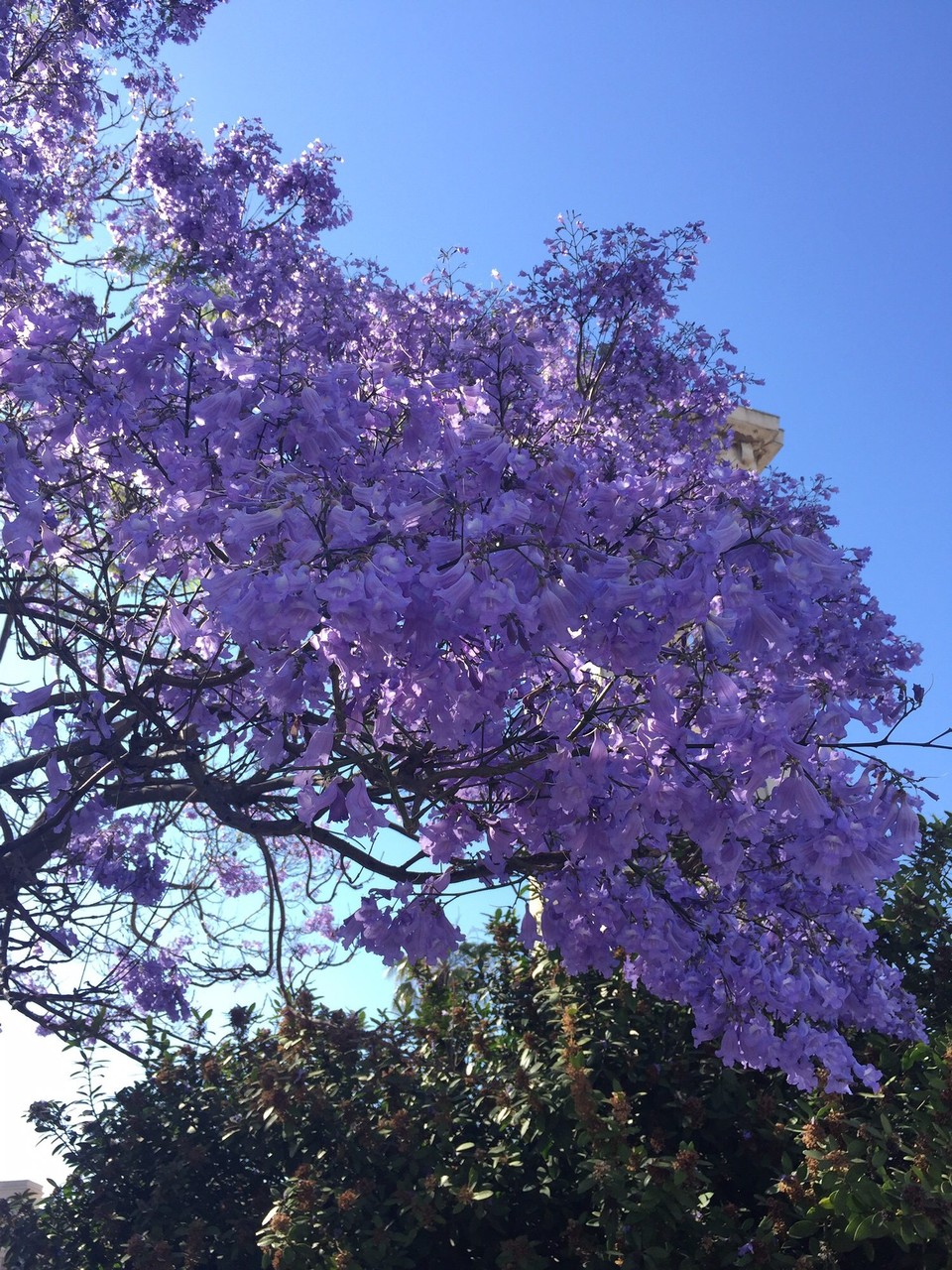 Spanien - Málaga - Tolle Farbenpracht in den Straßen Malahs