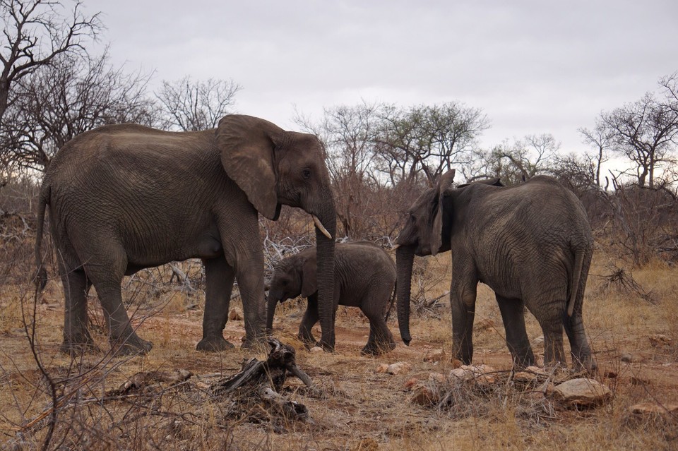 Südafrika -  - 