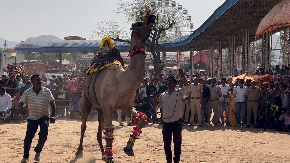 Indien - Pushkar - 