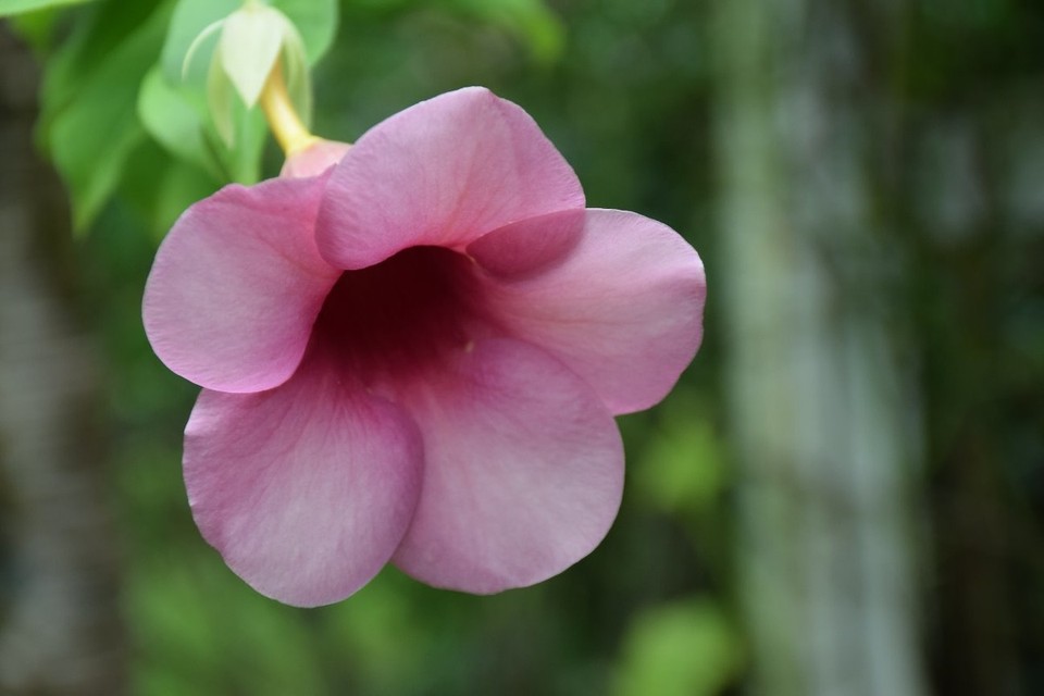 Cookinseln - Rarotonga - 