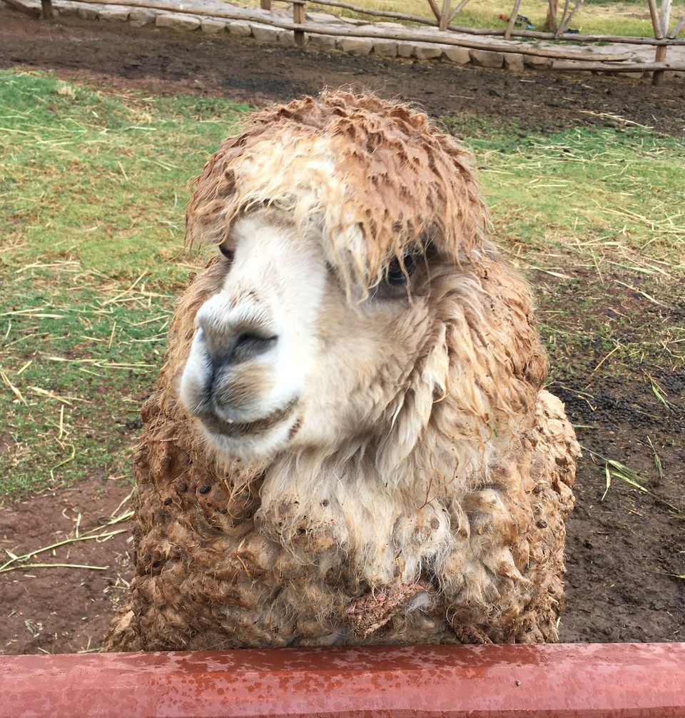 Peru -  - 