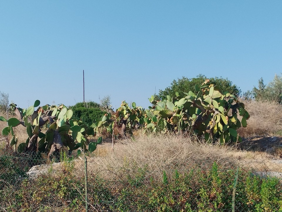 Italien - Alberobello - 