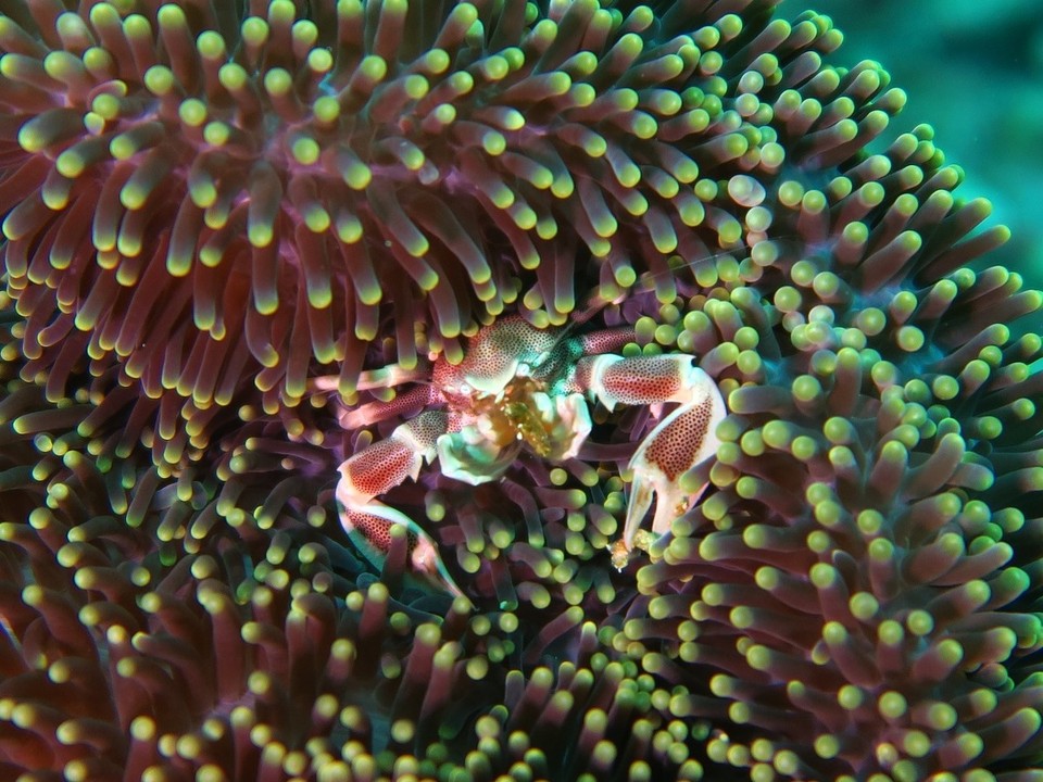 Indonesia - Komodo National Park - Petit crabe porcelaine