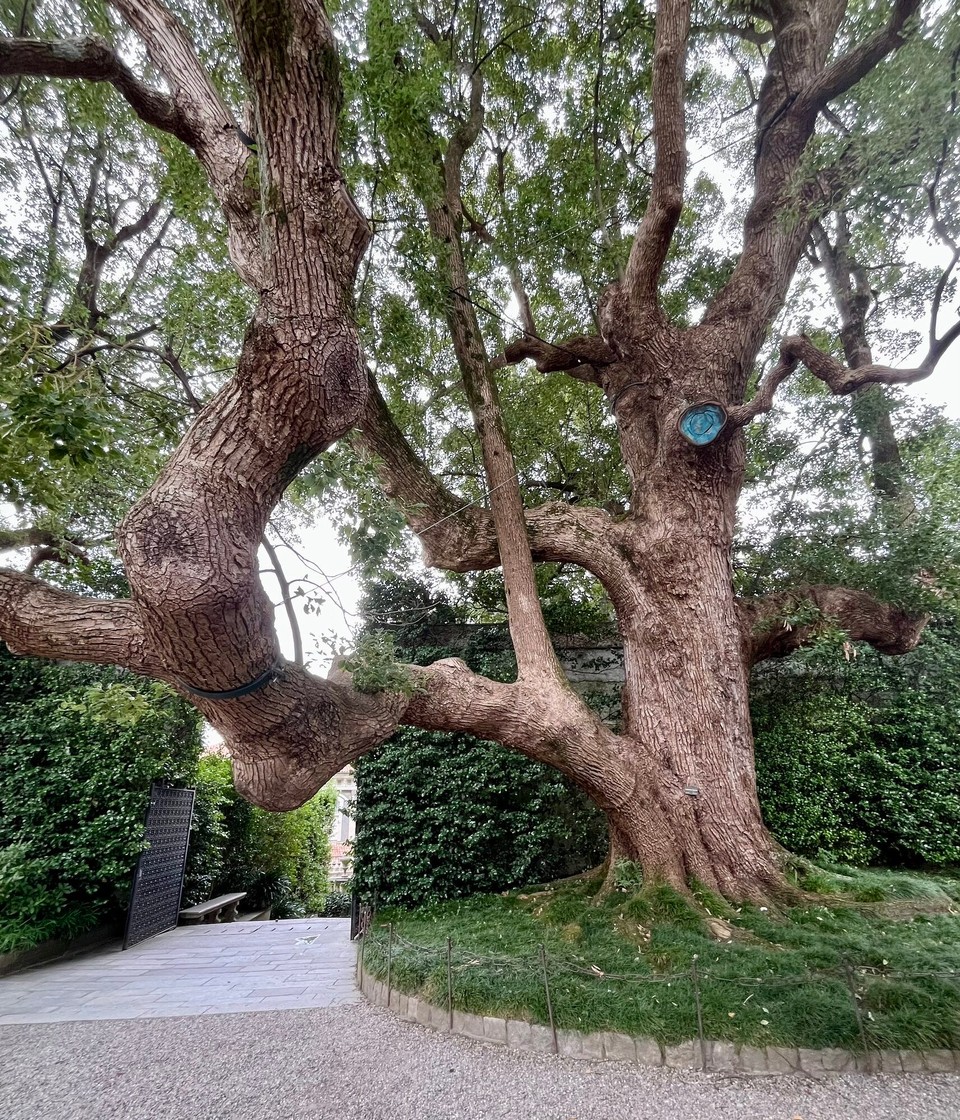 Italien - Stresa - Uralter Baum im Garten von Bella