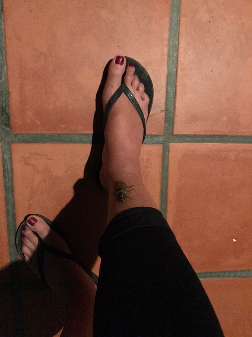 Malaysia - Kedawang - Check out that beetle on my leg! Thank god my legs were hairy so he had something to cling too