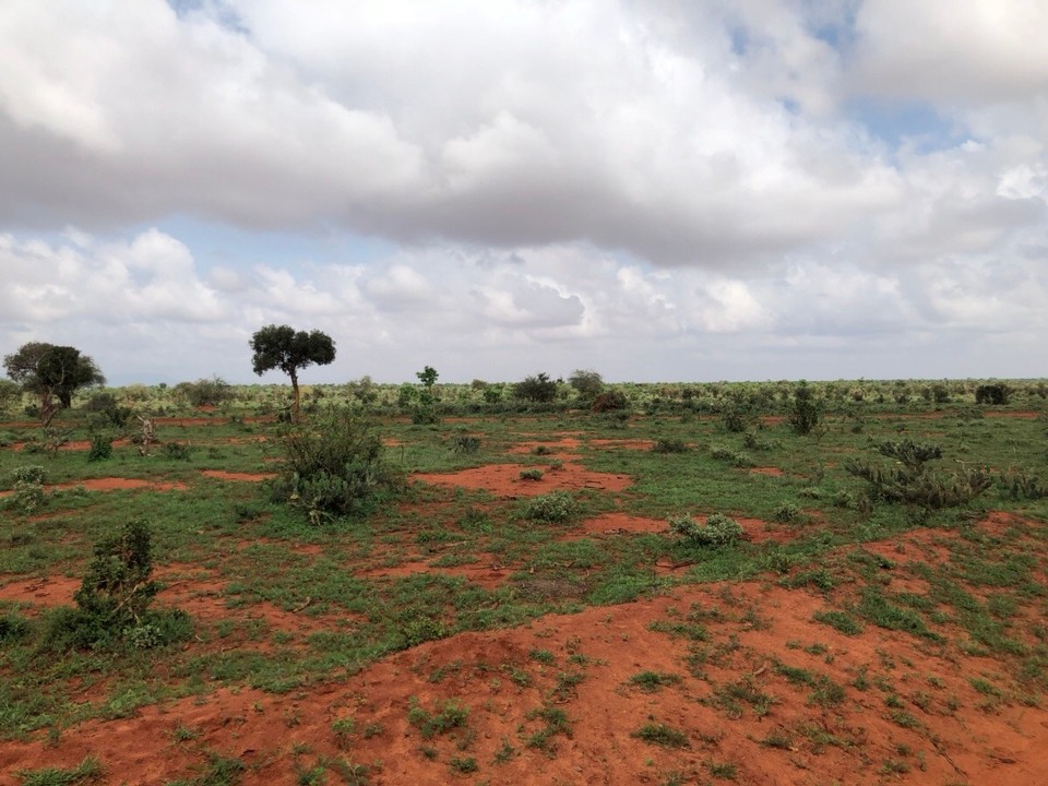 Kenia - Taita - 