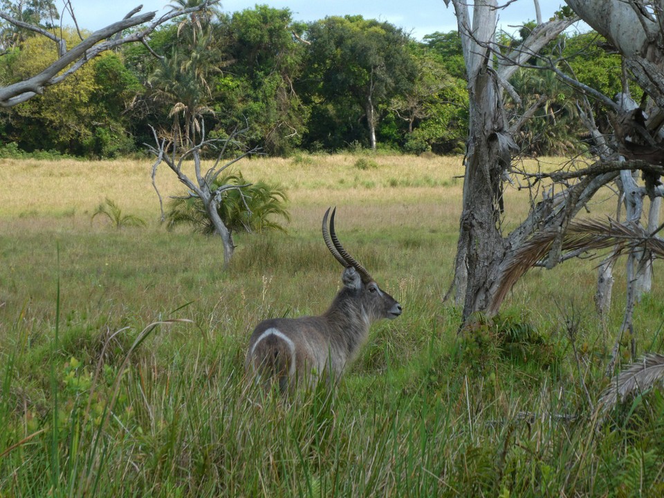 Südafrika - iSimangaliso-Wetland-Park - Waterbuck